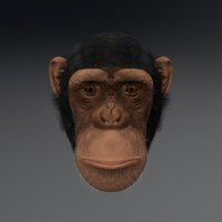 Chimpanzee head